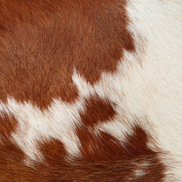 Un fragmento de piel de vaca - Foto, Imagen