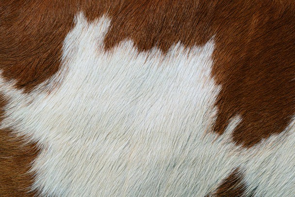 Un fragmento de piel de vaca - Foto, Imagen