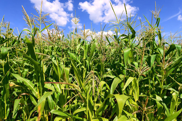 Tallos verdes de maíz bajo las nubes en un paisaje rural
. - Foto, Imagen