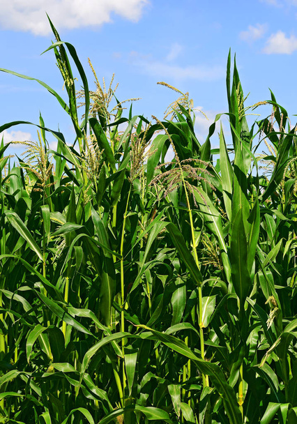 Tallos verdes de maíz bajo las nubes en un paisaje rural
. - Foto, imagen