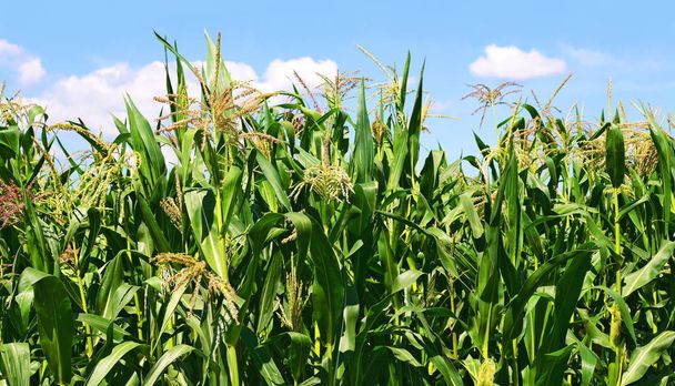 zelené stonky kukuřice pod mraky ve venkovské krajině. - Fotografie, Obrázek