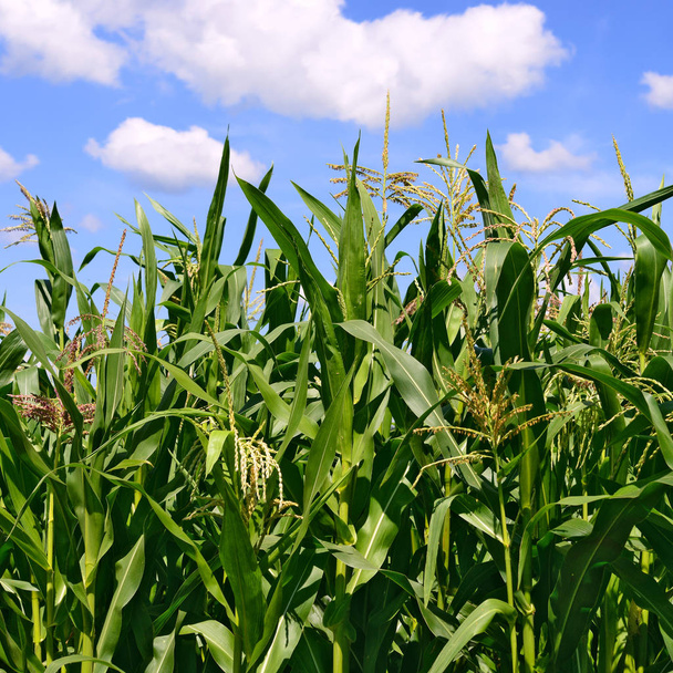 zöld szárak a kukorica mellett a felhők, a vidéki táj. - Fotó, kép