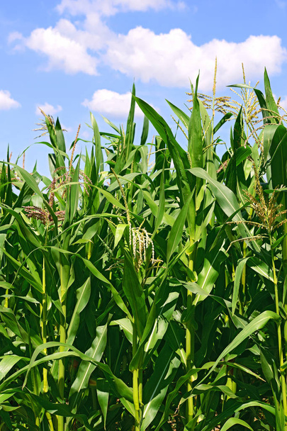 groene stengels van maïs onder wolken in een landelijke omgeving. - Foto, afbeelding