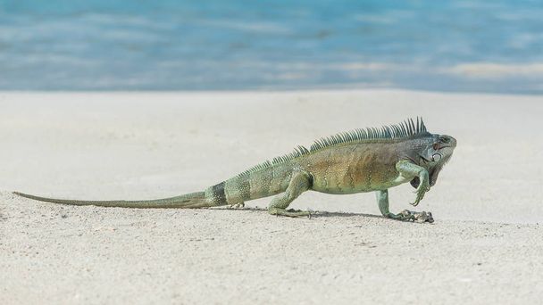 Leguán zelený chůzi na písku na pláži v Guadeloupe  - Fotografie, Obrázek