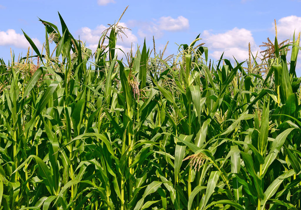 zöld szárak a kukorica mellett a felhők, a vidéki táj. - Fotó, kép