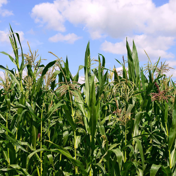 Tallos verdes de maíz bajo las nubes en un paisaje rural
. - Foto, Imagen