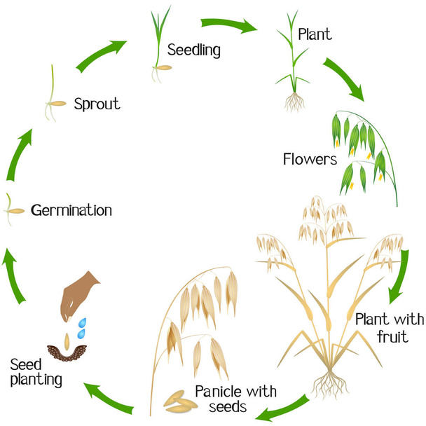 Ciklus a zab növényi növekedés elszigetelt fehér background. - Vektor, kép