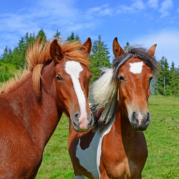 άλογα σε ένα βουνό καλοκαίρι βοσκοτόπων σε ένα αγροτικό τοπίο. - Φωτογραφία, εικόνα