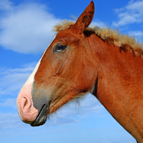 Head of a horse against blue sky. - Fotó, kép