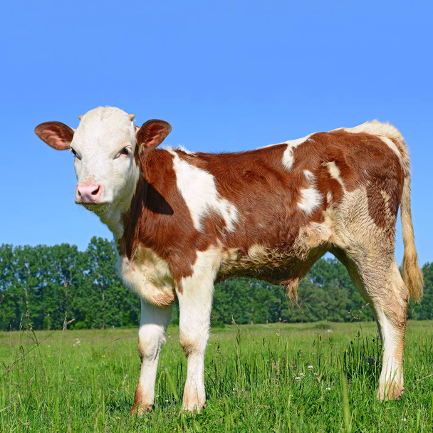 calf grazing on a summer pasture - Foto, Imagen