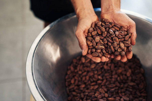 Worker standing in an artisanl chocolate making factory holding a handful of cocoa beans over a stainless steel bowl - Fotó, kép