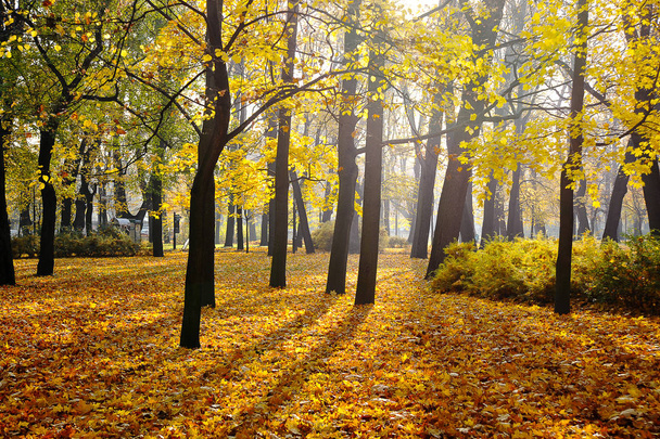 autumn Park with fallen maple leaves  - Фото, изображение