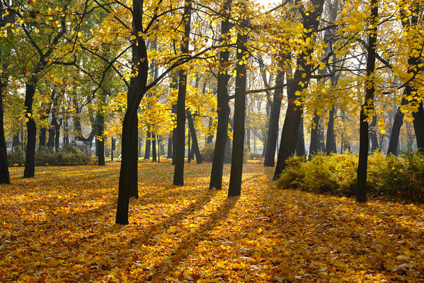 herfst Park met gevallen esdoorn bladeren  - Foto, afbeelding