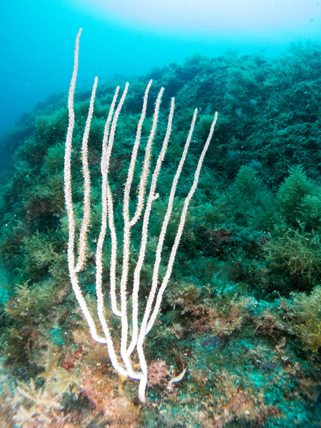 gorgonia en el mediterrneo con fondo azul - Photo, Image