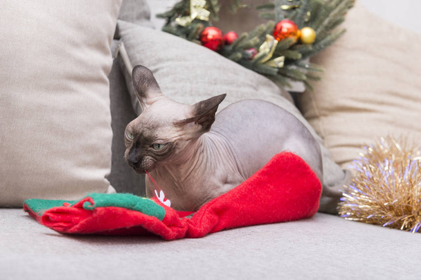 bald cat lying on the couch and nibbles a Christmas sock among the Christmas decor, canadian  Sphynx,  pet - Foto, imagen