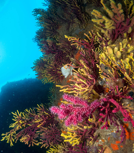 gorgonia en el mediterrneo con fondo azul - Φωτογραφία, εικόνα