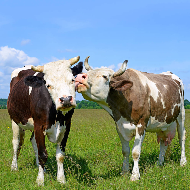 two cute cows on a summer pasture in a sunny day - Fotó, kép