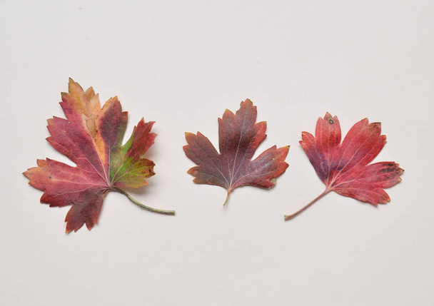 Red fallen leaves on a pastel background. Autumn composition. Top view. - Photo, Image