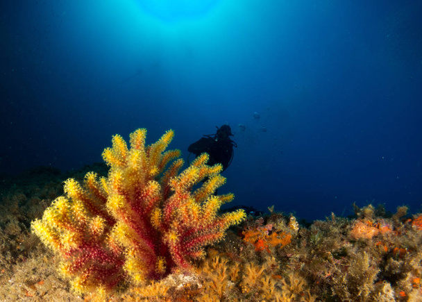 gorgonia en el mediterrneo con fondo azul - Photo, image