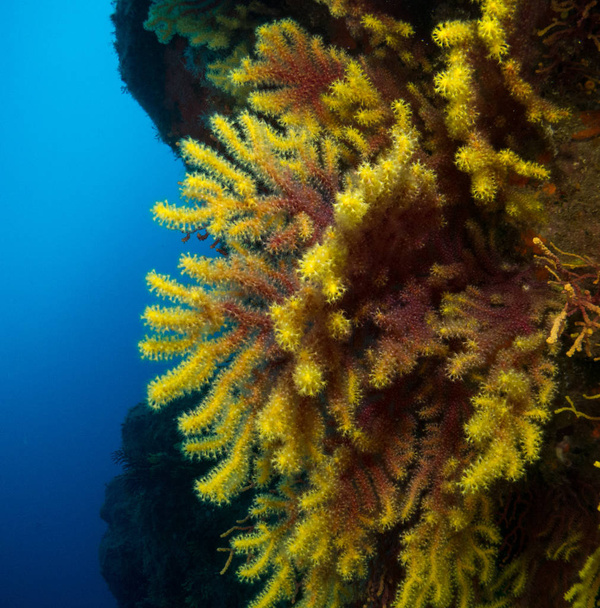 fondo marino con corales y macro - Foto, immagini