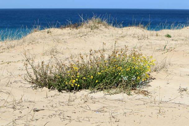 plantas verdes e flores cresceram em condições difíceis em areia e pedras
  - Foto, Imagem