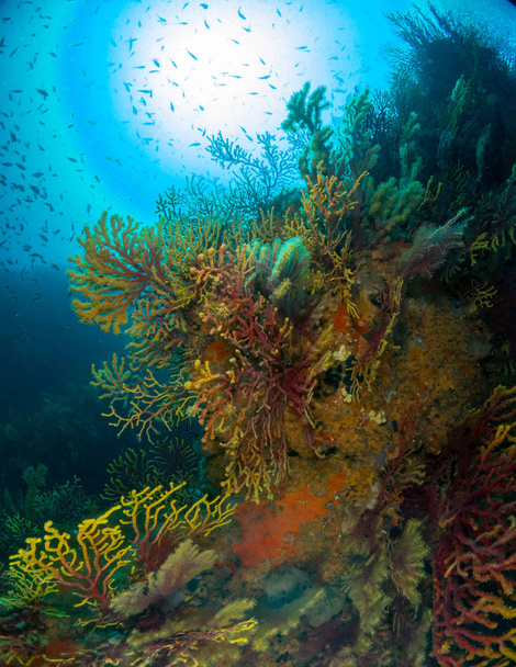 fondo marino con corales y macro - Foto, Imagen