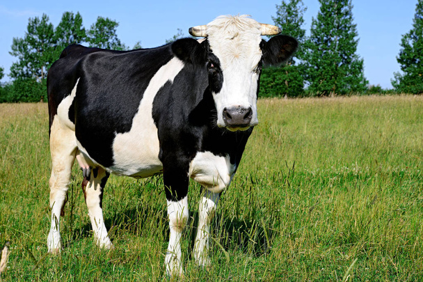 κοντινό πλάνο της χαριτωμένης αγελάδας στο λιβάδι - Φωτογραφία, εικόνα