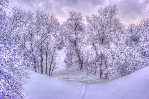 Winterlandschap met besneeuwde bomen langs de winter park - winter besneeuwde scène in vintage kleuren - Foto, afbeelding