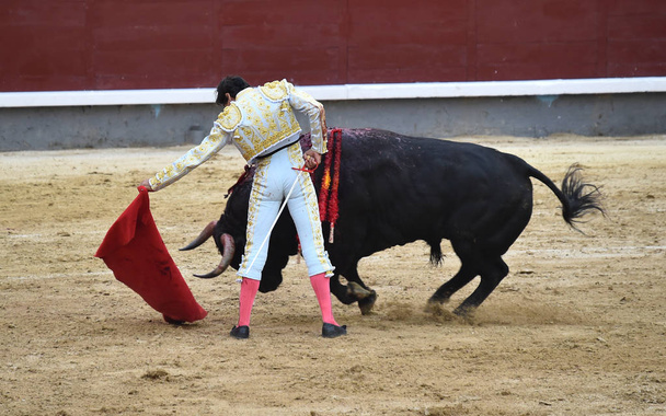 toro español en plaza de toros
 - Foto, Imagen