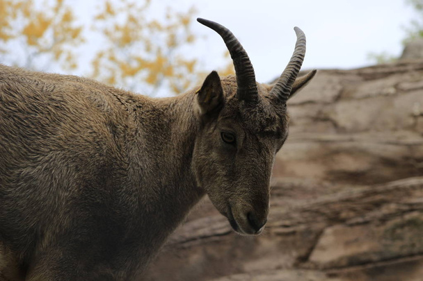 The West Caucasian tur Capra caucasica syn Capra caucasica caucasica is a mountain-dwelling goat-antelope found only in the western half of the Caucasus Mountains range. - Photo, Image
