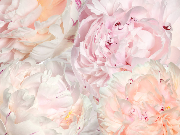 Texture of tender petals of fluffy light pink and creamy colors peonies close up - romantic festive floral background  - Photo, Image