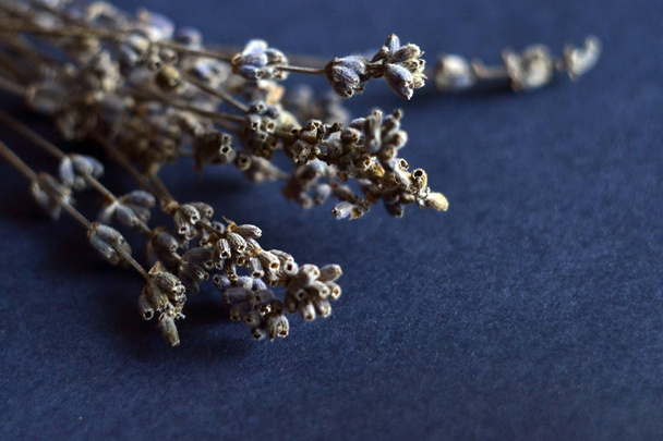 dried lavender flowers on a dark background.  - Photo, image
