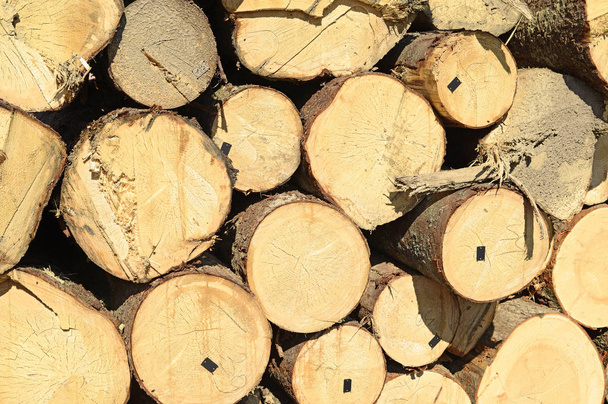 pile of wood logs, timber background - 写真・画像