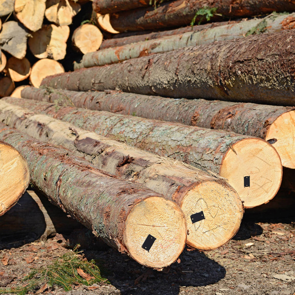 σωρός κορμών ξύλου, φόντο ξυλείας - Φωτογραφία, εικόνα