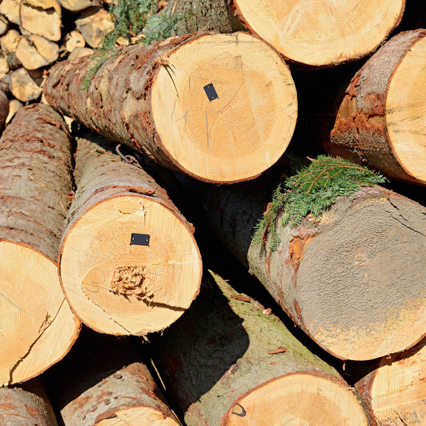 pile of wood logs, timber background - Foto, Imagem