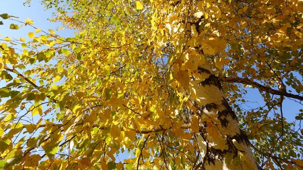 Береза з Золотистим листя восени. Сонячний день - Фото, зображення