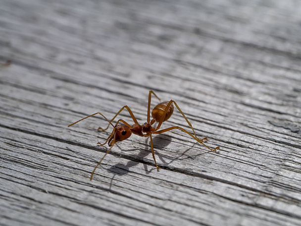 Rode mier op oude houten met schaduw. (Wetenschappelijke naam Oecophylla smaragdina) - Foto, afbeelding