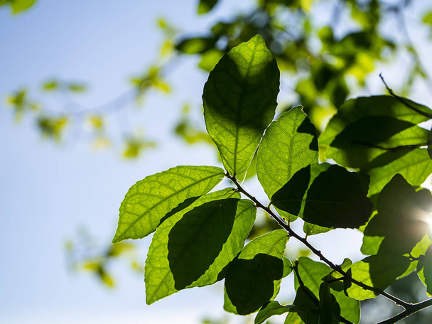 Εσωτερικη σιαμαίοι τραχύ Μπους φύλλα με θάμπωμα του φόντου (Streblus υπό τήν δέντρο) - Φωτογραφία, εικόνα