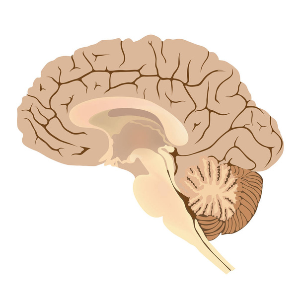 Lidský mozek. Grafické ilustrace anatomie těla část. - Vektor, obrázek