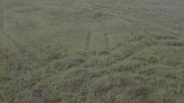 Mulher de tiro aéreo em vestido branco correndo em um campo gramado no nevoeiro
 - Filmagem, Vídeo