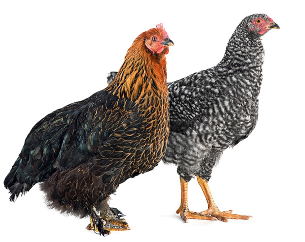 dwa kurczaka - Zdjęcie, obraz