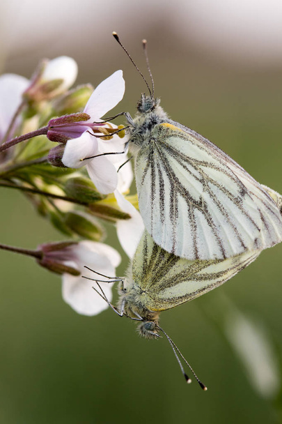 mariposa en su hbitat - Photo, Image