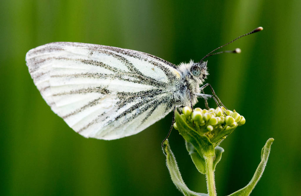 mariposa en su hbitat - Foto, Imagem