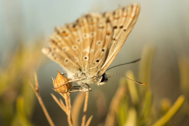 mariposa en su hbitat - Foto, Bild
