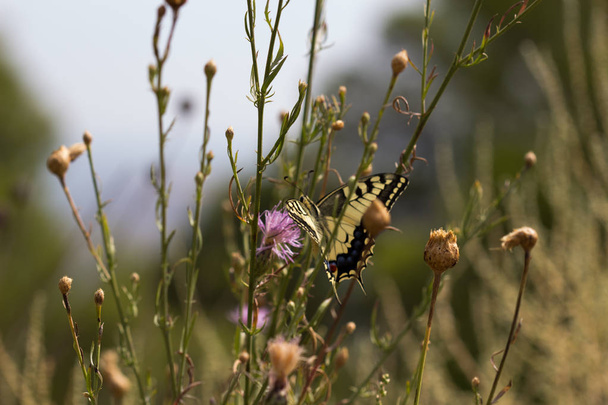 mariposa en su hbitat - Foto, afbeelding