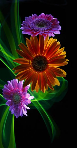 Gerbera orange and gerberas lilac on a multicolored  background, improvization by green light on the black background - 写真・画像