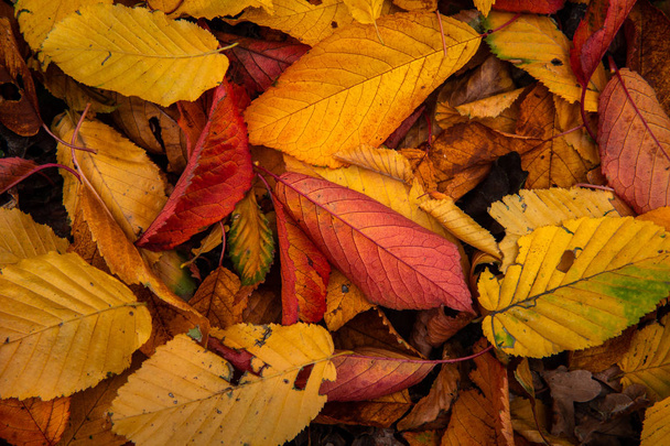 случайные листья осенний цвет абстрактный полный радуга
 - Фото, изображение