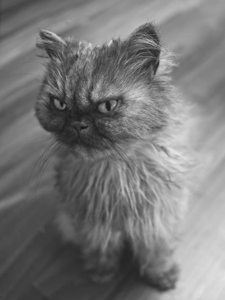 Porträt einer jungen persischen Katze, die wegschaut - Schwarz-Weiß-Bild. - Foto, Bild