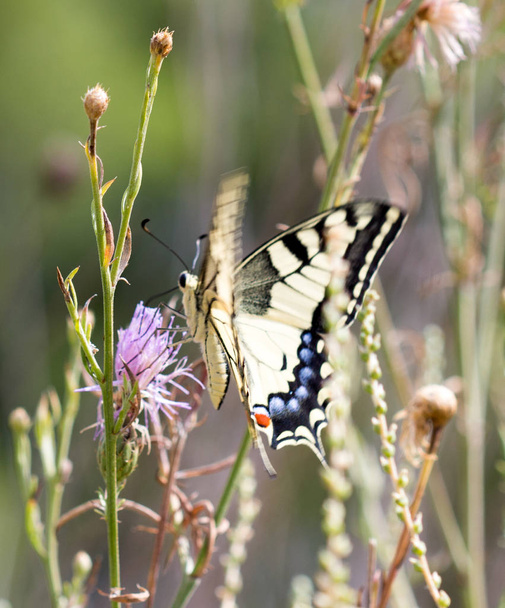 mariposa en su hbitat - Fotografie, Obrázek