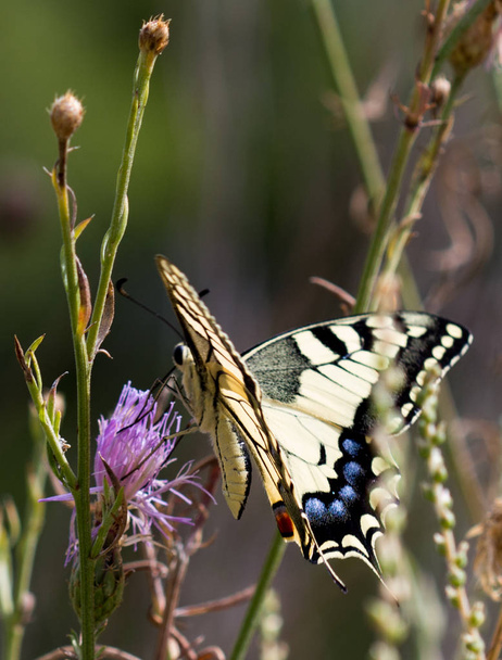 mariposa en su hbitat - Fotoğraf, Görsel